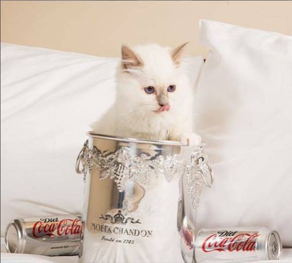 Yeux de Saphir Roxys Quick Silver Lilac point coke ad