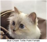 Website kitten example blue tortie
