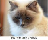 Website kitten example blue