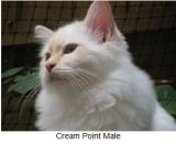 Website kitten example cream