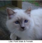 Website kitten example lilac